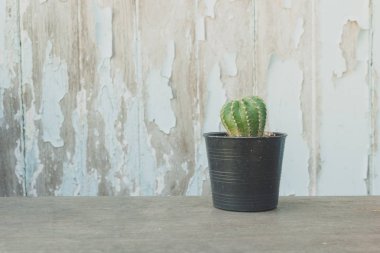 ağaç, arka plan, kaktüs