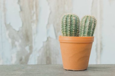 ağaç, arka plan, kaktüs