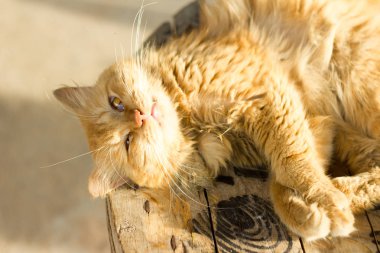 Hayvan, kedi, yakın