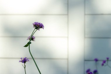 çiçek, yakın çekim, arka plan