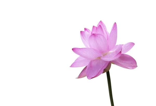 Isolieren, Blume, Nahaufnahme — Stockfoto