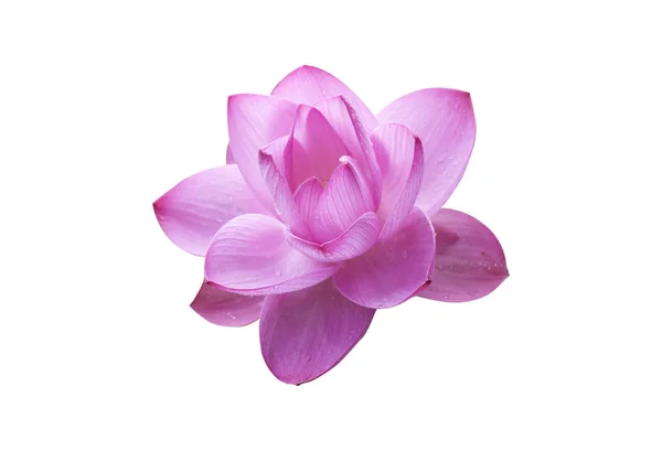 Isolar, flor, imagens grande plano — Fotografia de Stock