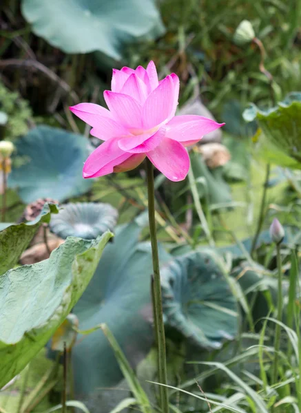 Bloem, plant, natuur — Stockfoto