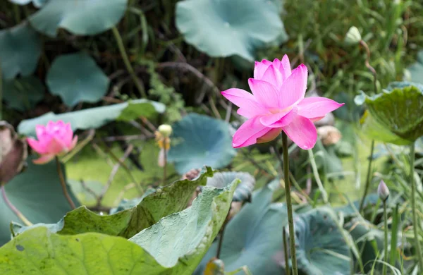 Bloem, plant, natuur — Stockfoto