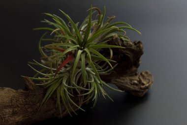 ağaç, ayrı tut, doğa