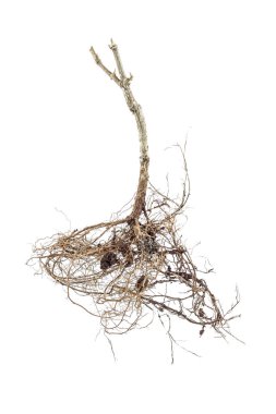 yakın çekim, nesne, izole