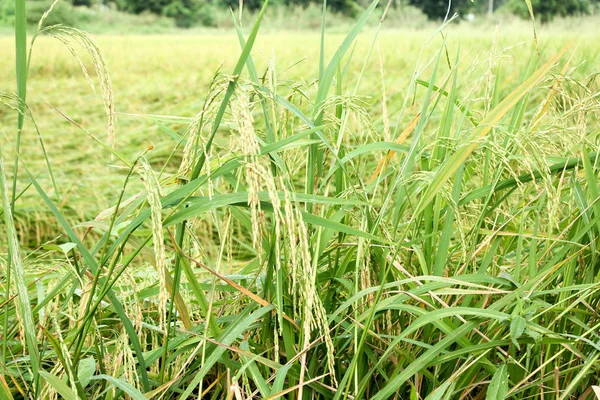 Concept,nature,close up — Stock Photo, Image