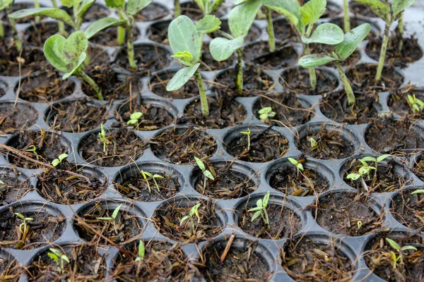 kavramı, doğa, yakın çekim