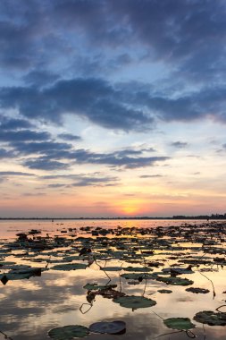 doğa, sezon, arka plan