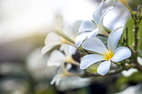 Blomma, närbild, natur — Stockfoto