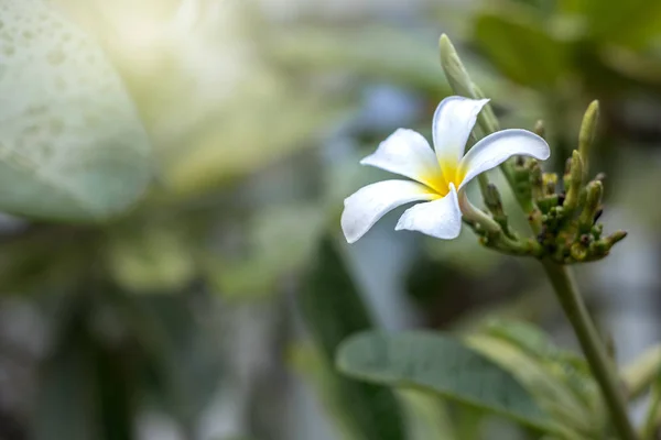 Flower, close seup, nature — стоковое фото