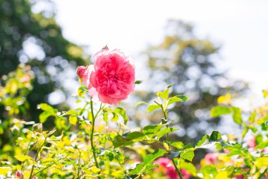Gül bahçesinde pembe gül çiçeği. Yumuşak odaklanma. Gül çiçeği..