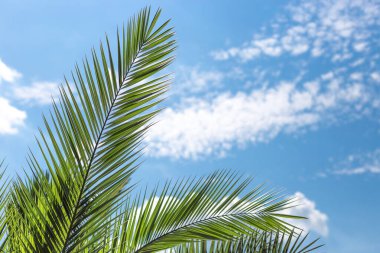 Mavi gökyüzü ile Hindistan cevizi palmiyesi, güzel bir tropikal arka plan. Doğa konsepti. Metin için yer