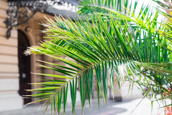 Ramas de palmeras cerca de la entrada del hotel. Hojas de palmeras tropicales y construcción — Foto de Stock