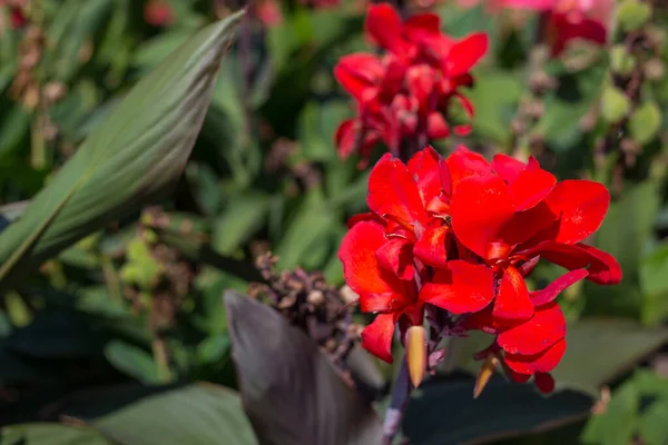 Lirio de canna roja o canna comestible Flores en el parque, fondo natural . — Foto de Stock