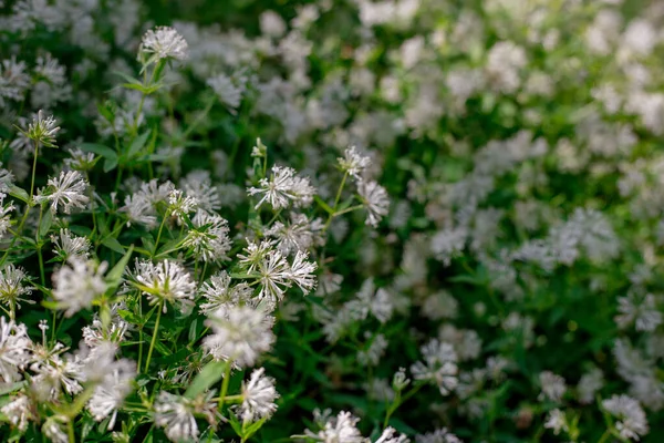 Close up of labrador tea flowers. Green wallpaper. Sping and summer season. Nature concept. — Stock Photo, Image