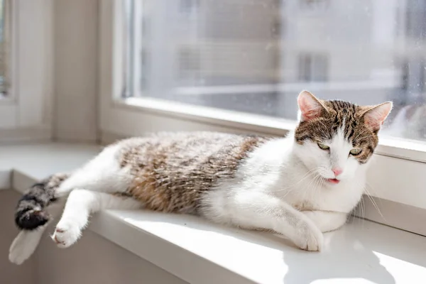 Όμορφη γάτα στο σπίτι ξαπλωμένη και γλείψιμο στο περβάζι του παραθύρου, θέση για κείμενο — Φωτογραφία Αρχείου