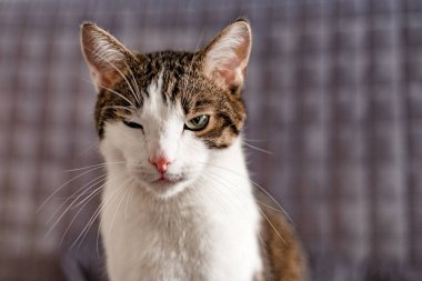 Kötü bir sokak kedisinin portresi. Kedi kötü niyetli, şüpheci görünüyor..