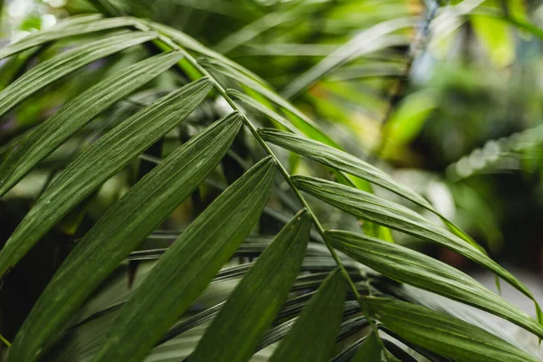 Diseño creativo de hojas verdes tropicales. Naturaleza concepto de verano. Follaje de palma de selva tropical — Foto de Stock