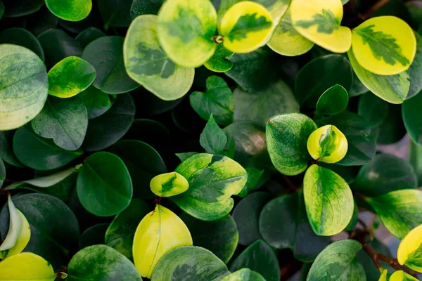 Peperomia obtusifolia textuur. Creatieve lay-out gemaakt van groene bladeren. Natuur achtergrond — Stockfoto