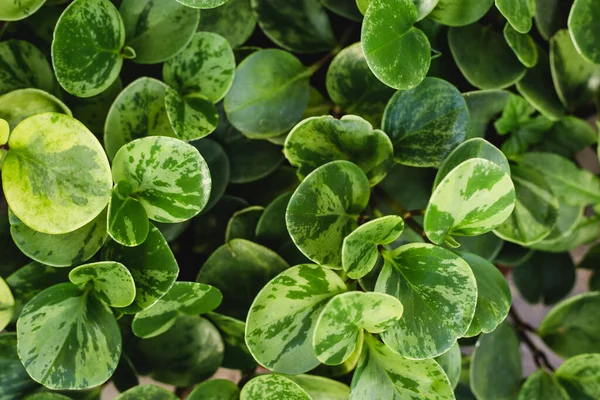 Peperomia obtusifolia υφή. Δημιουργική διάταξη από πράσινα φύλλα. Φόντο φύσης — Φωτογραφία Αρχείου