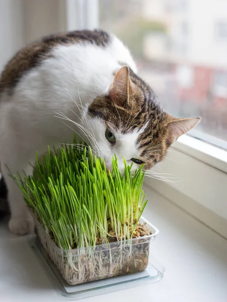 Las vitaminas para los gatos - la avena germinada. Fluffy gato comer fresco verde hierba con divertido emociones —  Fotos de Stock