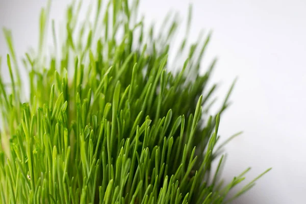 Perfecte groene achtergrond door het verse gras. Groene tarwe Gras met vruchtbare bodem — Stockfoto