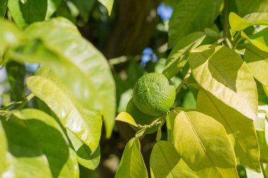Yeşil Citrus aurantium. Yeşil turunçgillere yakın plan, doğal arka plan. Doğa konsepti. Ağaç dallarında yeşillikler