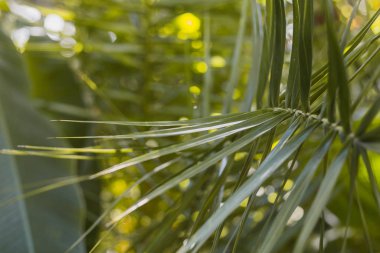 Yaratıcı tropikal yeşil yapraklar. Doğal yaz konsepti. Tropik palmiye yaprakları