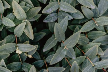 Hypericum calycinum yaprakları kavramı, soyut koyu yeşil yüzey, doğal arka plan. Doğa konsepti.
