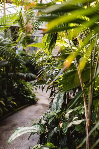 Orman bahçesinde ışık. Doğal yaz konsepti. Tropik palmiye yaprakları