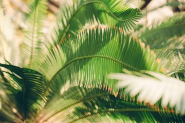 Yaratıcı tropikal yeşil yapraklar. Doğal yaz konsepti. Tropik palmiye yaprakları. Yeşil palmiye yapraklarının üzerinde güneş