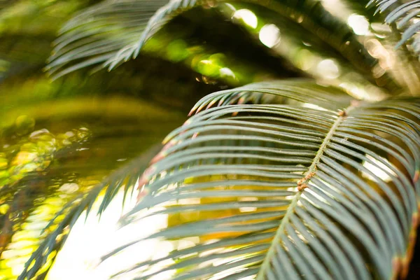 Kreative tropische grüne Blätter Layout. Natur-Sommer-Konzept. tropische Palmenblätter — Stockfoto