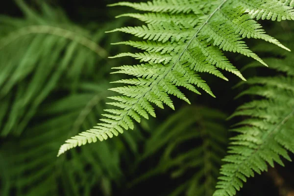 Vacker bakgrund gjord med unga gröna ormbunksblad. Perfekt naturligt ormbunksmönster i solljus — Stockfoto