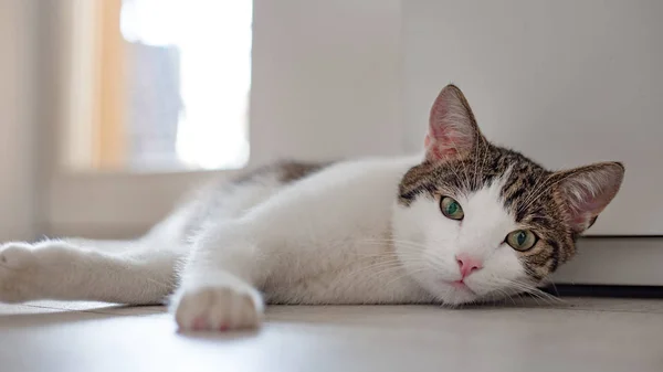 Домашняя кошка, лежащая на полу дома, место для текста — стоковое фото
