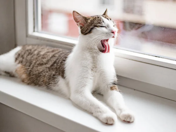 Beautiful home cat lying and licking on the window sill, place for text — Stock Photo, Image