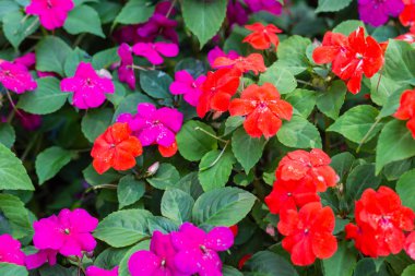 Meşgul Lizzie 'nin renkli tarlası. Bilimsel adı Impatiens Walleriana çiçekleri. Balsam olarak da bilinir. Impatiens walleriana