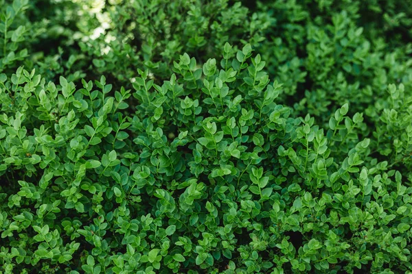美しい自然緑の葉の背景。庭と緑の壁 — ストック写真