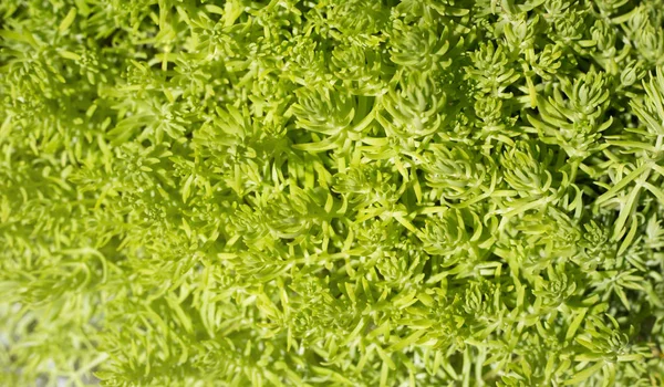 Foglie della pianta Sedum Angelina. sfondo verde naturale . — Foto Stock