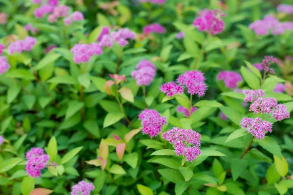 Bush de spirée ou spirée motif avec des feuilles sur le fond. Fleur spirea billardii rose petites fleurs. Image plante Juin floraison Spiraea buisson — Photo