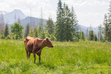 Dağların yakınında yeşil bir çayırda otlayan kahverengi inek. Meadow 'da inek. Kırsal bileşim.