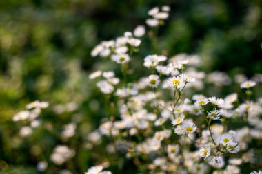 Papatya çiçekleri gün batımında. Güneşli bir günde çiçek açan tıbbi papatyalarla güzel bir doğa sahnesi..
