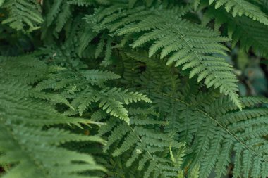 Genç yeşil eğrelti otu yapraklarıyla yapılmış güzel bir arka plan. Güneş ışığında mükemmel doğal eğrelti otu deseni