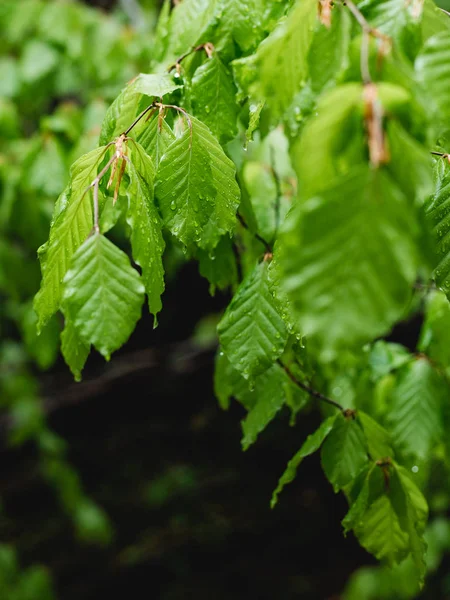 雨の後に抽象的なぼやけた葉を持つ新鮮な健康的な緑の生物学的背景 — ストック写真