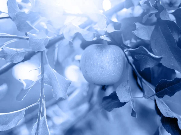 Спелые яблоки на ветке дерева Classic Blue Pantone цвета 2020 года — стоковое фото