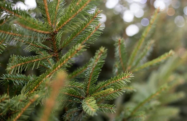 Julgran grenar, jul tapet koncept. Uppfattat utrymme. Bakgrund av gröna grangrenar — Stockfoto