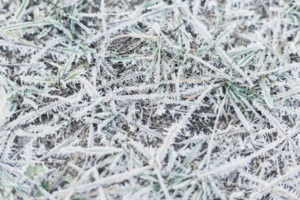 美しい冬の白い風景。凍った草、澄んだ霜の天気。抽象的な自然背景の植物. — ストック写真