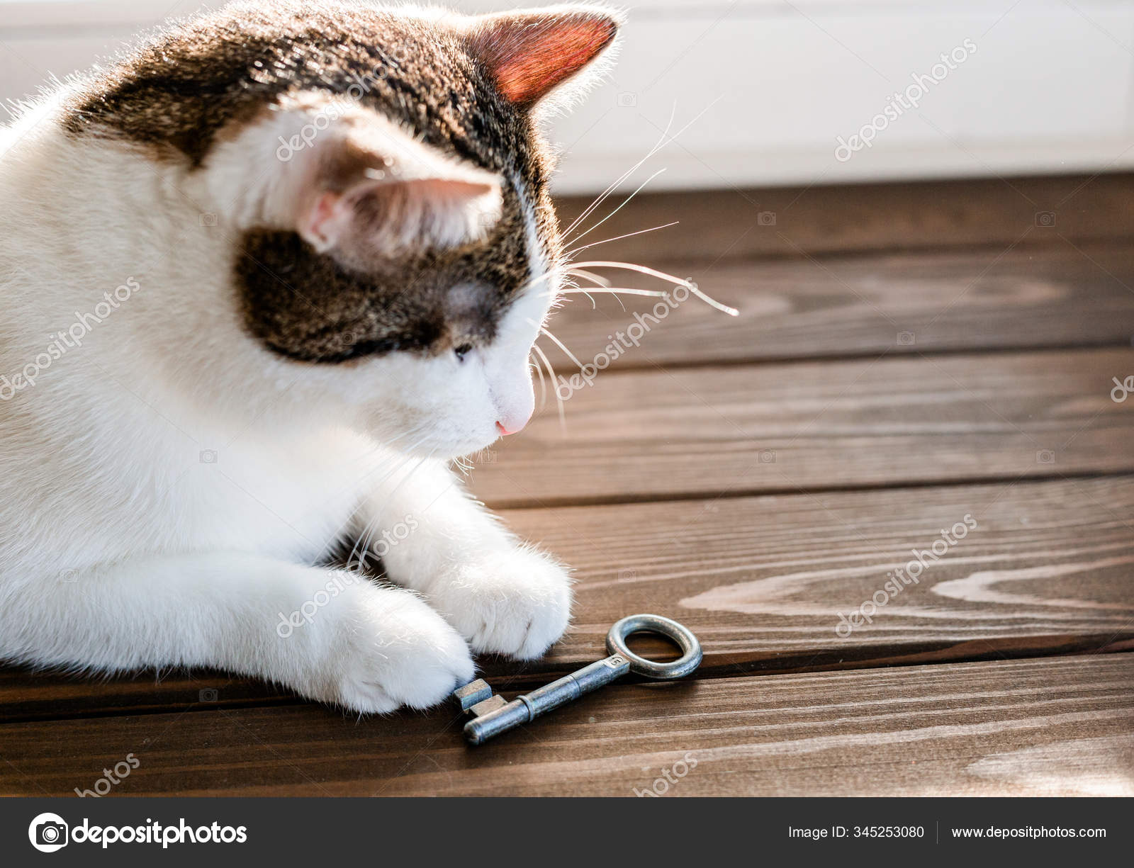 Chat Relax Avec Cle Ancienne Le Concept D Achat D Une Nouvelle Maison Fond En Bois Portrait Rapproche D Un Chat Domestique Image Libre De Droit Par Maryskovpen C