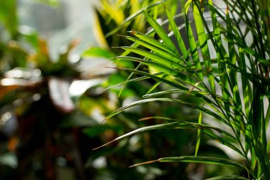 Yaratıcı tropikal yeşil yaprakları düzeni. Doğa bahar konsepti.