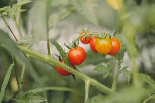 Cherry tomatoes of various ripeness on tomato plant. Ecological red tomatoes in the greenhouse of the farm.